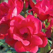 The Knock Out® Rose